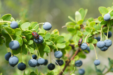 Calafate (Barberis Microphylla). Its fruit is a dark-colored berry. It is edible and has medicinal...