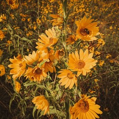 Cone Flower yellow bee prairie