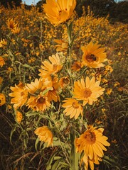 Cone Flower yellow bee prairie