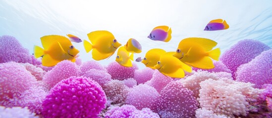 Yellow fish school over pink coral reef