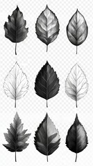 Obraz premium Black and white botanical leaf illustrations set against a white background