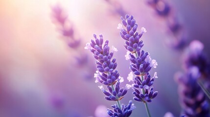 Two Lavender Blossoms Bask in Soft Sunlight