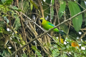 blue-winged leafbird or Chloropsis moluccensis at Dehing Patkai in Assam, India