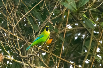 blue-winged leafbird or Chloropsis moluccensis at Dehing Patkai in Assam, India