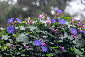 Beautiful Ipomoea indica vines bloom with vibrant blue and pink flowers
