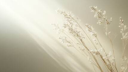 Dried Flowers Basking In Sunlight Against A Neutral Background