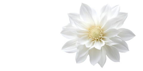 Assorted Edible Food Items Isolated on Transparent White Background