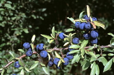 close-up pf the blue fruits of the prunus spinosa or blackthorn