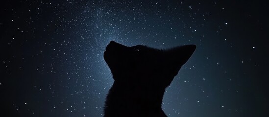 Night sky, feline silhouette gazing at stars, outdoor, peaceful scene, pet portrait