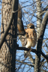 Red-shouldered hawk and squirrel