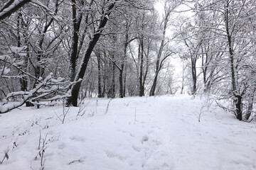 Beautiful landscape with snow-covered path in the forest among the snowy trees on a cloudy winter day
