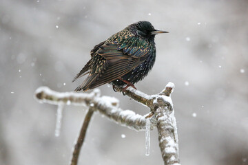 Starling in snow