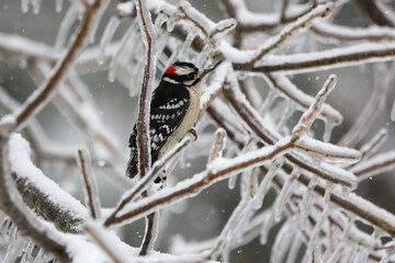 Downy woodpecker in the ice and snow