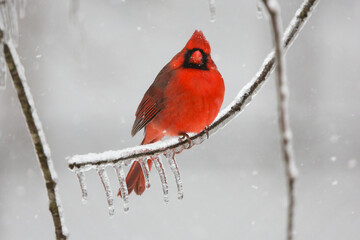 Northern Cardinal in the snow