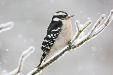 Downy woodpecker in the ice and snow