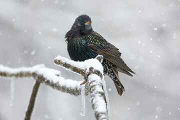Starling in snow