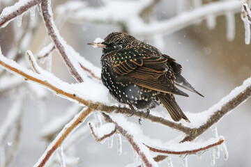 Starling in snow