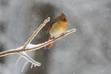 Northern Cardinal in the winter