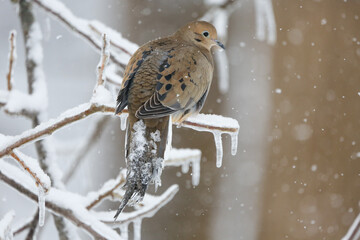 Mourning dove in winter with icy tail feather