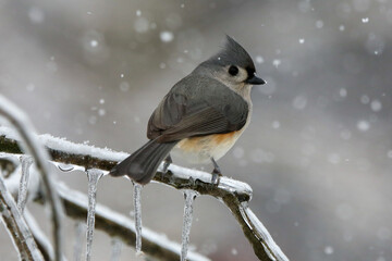 Tufted Titmouse in winter