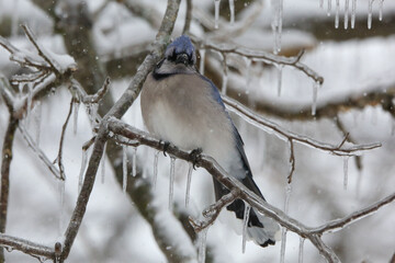 Bluejay in winter