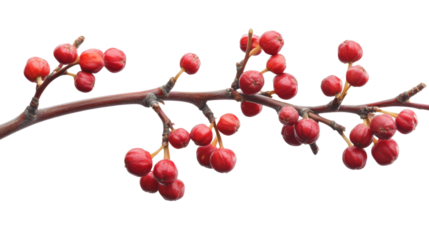 Single Yunnan Hackberry