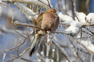 Mourning dove on icy branch