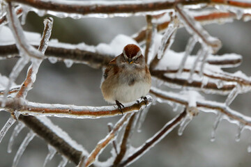 Sparrow in winter
