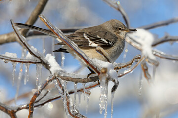 Mockingbird in winter
