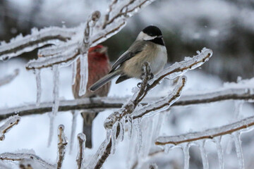 Chickadee on icy branch