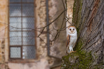 The barn owls (Tyto species, particularly Tyto alba) are the most widely distributed group of owls in the world. They are medium-sized owls with large heads.
