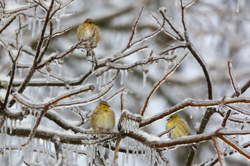 Goldfinches in winter