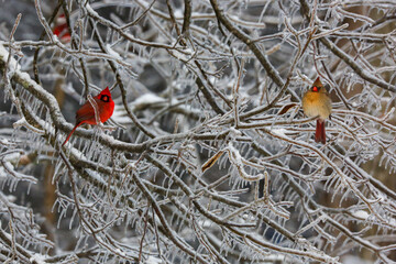 Northern Cardinals in the winter
