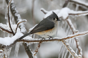 Tufted Titmouse in winter