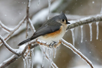 Tufted Titmouse in winter