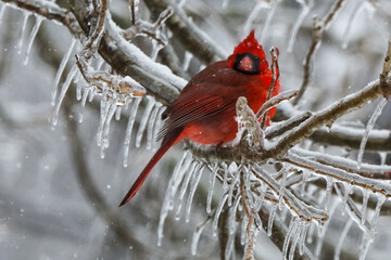 Northern Cardinals in the winter