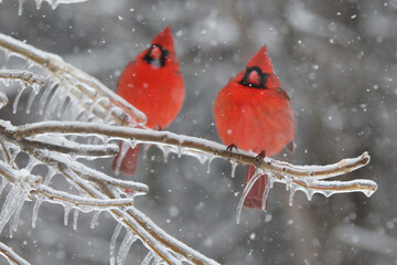 Northern Cardinals in the winter
