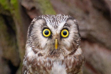 Boreal owl (Aegolius funereus), Small, chunky owl with a large, flat-topped head. Note extensive white spotting and gray face framed in black.