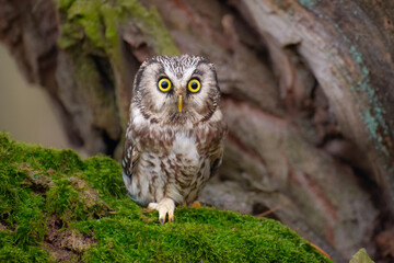 Boreal owl (Aegolius funereus), Small, chunky owl with a large, flat-topped head. Note extensive white spotting and gray face framed in black.
