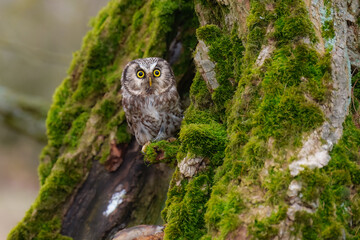 Boreal owl (Aegolius funereus), Small, chunky owl with a large, flat-topped head. Note extensive white spotting and gray face framed in black.