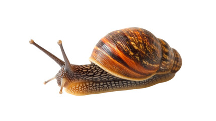 Small snail crawling, isolated on transparent background