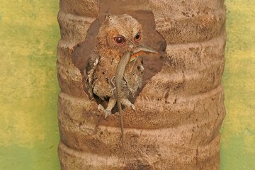 A Javan scops owl preying on a common sun skink. This nocturnal bird has the scientific name Otus...