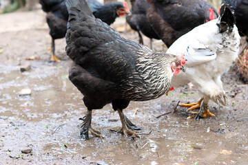 Chickens on a rural farm. Agriculture. Poultry breeding. Breeding chickens.