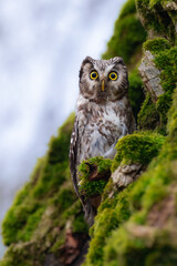 Boreal owl (Aegolius funereus), Small, chunky owl with a large, flat-topped head. Note extensive white spotting and gray face framed in black.