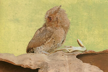 A Javan scops owl preying on a common sun skink. This nocturnal bird has the scientific name Otus...