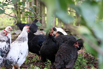 Chickens on a rural farm. Agriculture. Poultry breeding. Breeding chickens.
