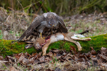 Eurasian Goshawk Astur gentilis, (Accipiter gentilis) caught its prey in a autumn forest. Portrait of a bird of pray in the nature habitat.
