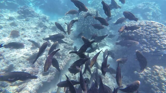 Beautiful reef and parrotfish while swimming at Dimaniyat Island, Muscat, Oman
