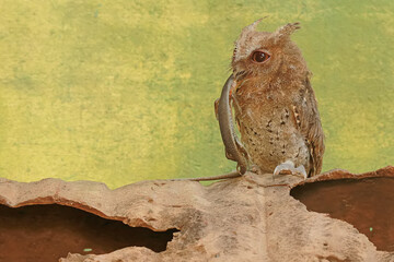 A Javan scops owl preying on a common sun skink. This nocturnal bird has the scientific name Otus...