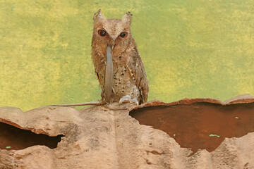 A Javan scops owl preying on a common sun skink. This nocturnal bird has the scientific name Otus...